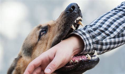 danville dog bite lawyers|Danville, CA Dog Bites Lawyers & Attorneys .